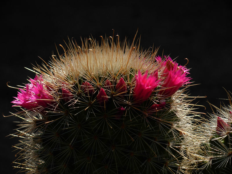 Файл:Mammillaria nunezii ssp bella b2.jpg