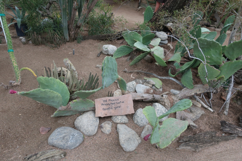 Файл:Opuntia engelmannii subs. lindheimeri cv. Gomei 95.JPG