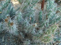 Corynopuntia kunzei 3.jpg