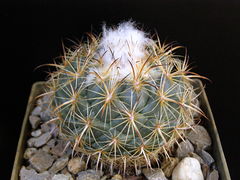 Coryphantha pallida ssp. pallida.JPG