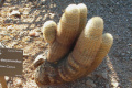 Echinocereus dasyacanthus 5.jpg