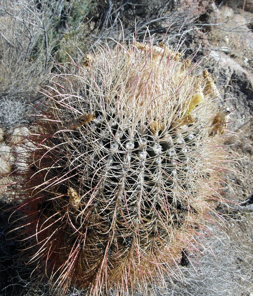 Файл:Ferocactus cylindraceus ssp. cylindraceus 6.JPG