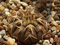 Gymnocalycium bodenbenderianum P38.jpg