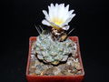Strombocactus disciformis ssp. disciformis N1.JPG