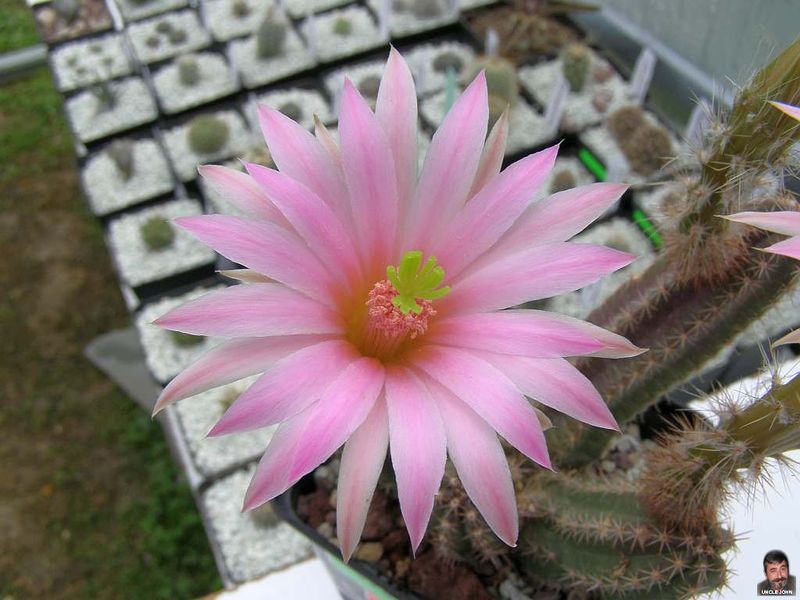 Файл:Echinocereus scheeri ssp. scheeri 0.jpg