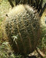 Ferocactus cylindraceus ssp. lecontei 5.JPG