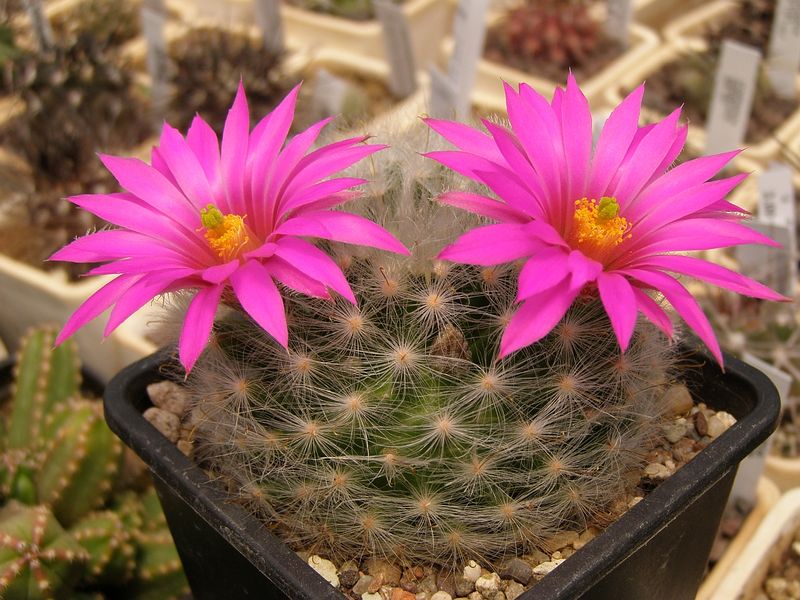 Файл:Mammillaria guelzowiana 1.jpg