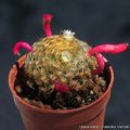 Mammillaria schiedeana 18120.jpg