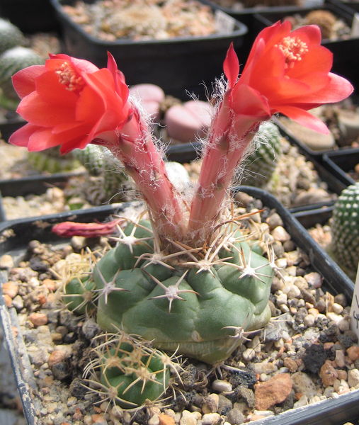 Файл:Matucana paucicostata 02.jpg