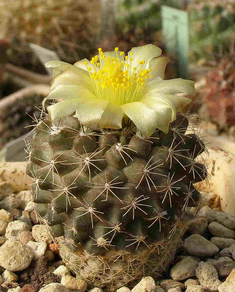 Файл:Copiapoa humilis ssp. tenuissima 6.jpg
