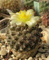 Copiapoa humilis ssp. tenuissima 6.jpg