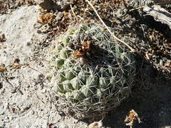 Coryphantha maiz-tablasensis.jpg