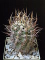 Echinocereus ferreirianus ssp. lindsayi 1.JPG