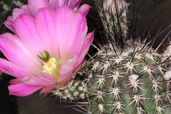Echinocereus pamanesiorum ssp. pamanesiorum.JPG