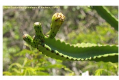 Leptocereus grantianus 1.jpg