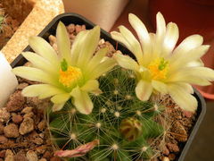 Mammillaria zephyranthoides ssp. heidiae 186.jpg