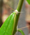 Pereskia humboldtii 2.jpg