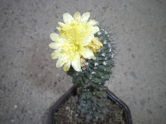 Copiapoa humilis ssp. humilis kalinaalena.jpg