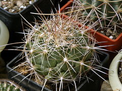 Coryphantha ramillosa ssp. ramillosa.JPG
