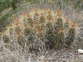 Echinocereus stramineus ssp. stramineus 2.jpg