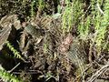 Frailea gracillima ssp. horstii 6.JPG