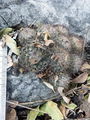 Mammillaria formosa ssp. chionocephala 3h.jpg