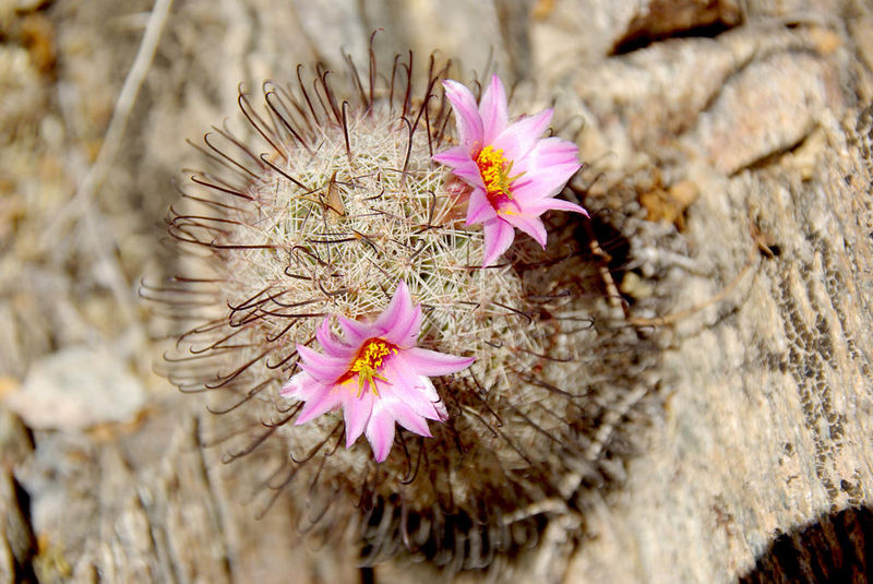 Файл:Mammillaria grahamii grahamii 02.jpg