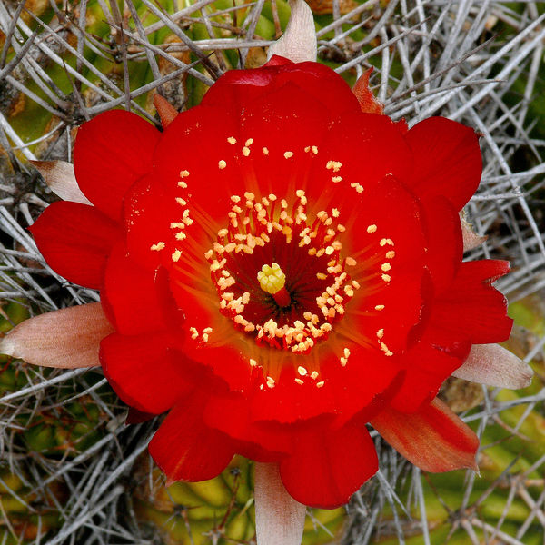 Файл:Echinopsis pentlandii 2.jpg