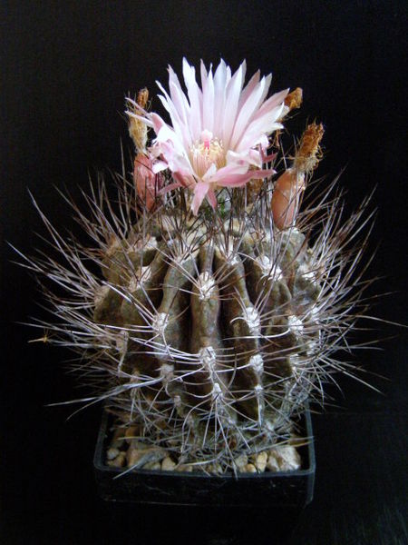 Файл:Eriosyce eriosyzoides ssp. atroviridis.jpg