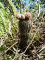 Frailea gracillima ssp. horstii 4.JPG