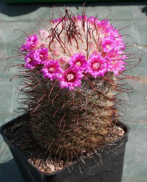 Файл:Mammillaria bombycina 0.jpg