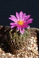 Pelecyphora strobiliformis 5.jpg