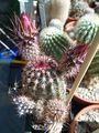 Echinocereus sciurus ssp. floresii 2.JPG