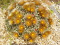 Escobaria missouriensis ssp. missouriensis h7.jpg