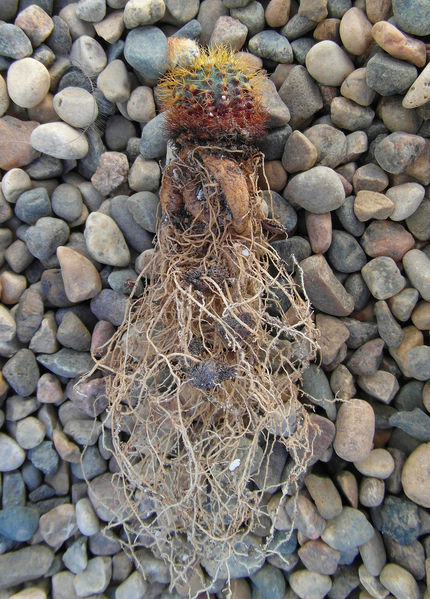 Файл:Frailea mammifera 5.jpg