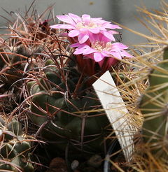Neowerdermannia chilensis 3.jpg