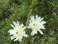 Praecereus euchlorus ssp. euchlorus 7.JPG
