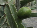 Dendrocereus nudiflorus - wikipedia.jpg
