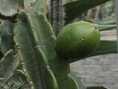 Dendrocereus nudiflorus - wikipedia.jpg