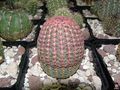 Echinocereus rigidissimus ssp. rubispinus 1212 .jpg