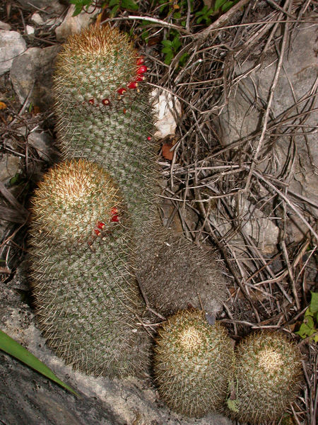 Файл:Mammillaria columbiana 2h.jpg