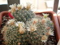 Mammillaria crinita 398.jpg