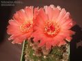 Notocactus ottonis ssp. ottonis vencluisianus.jpg