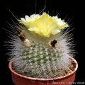 Parodia rudibuenekeri cv. albissima 5376.jpg
