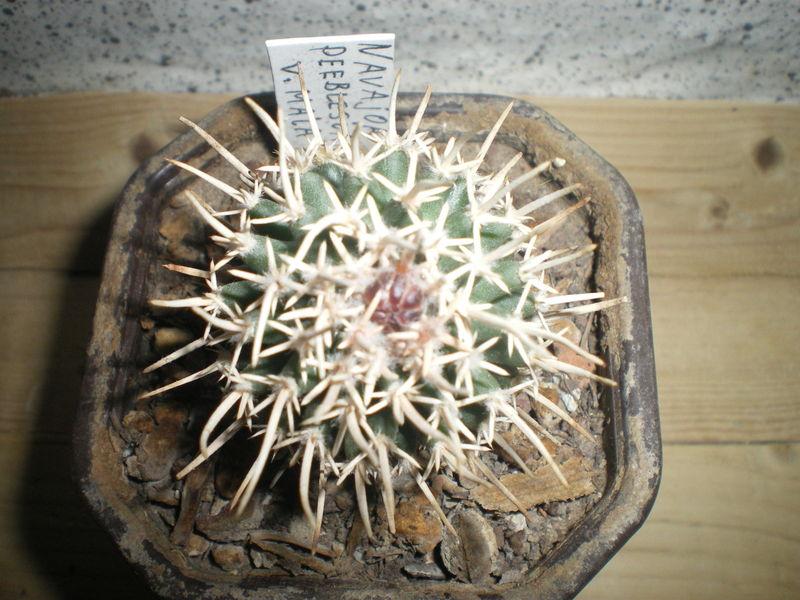 Файл:Pediocactus peeblesianus ssp. peeblesianus v. maia.jpg