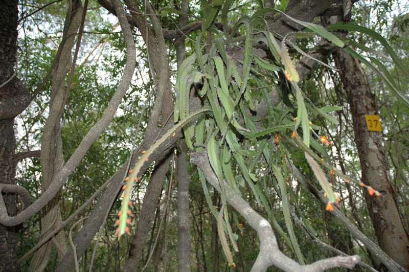 Файл:Pfeiffera monacantha 2.jpg