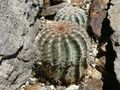 Echinocereus reichenbachii ssp. reichenbachii 4.jpg