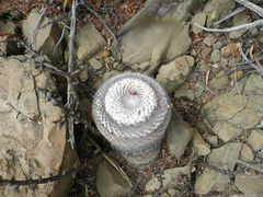 Mammillaria formosa ssp. chionocephala 1h.jpg