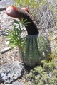 Melocactus intortus ssp. intortus 3.jpg