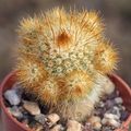 Parodia tenuicylindrica 1835.jpg
